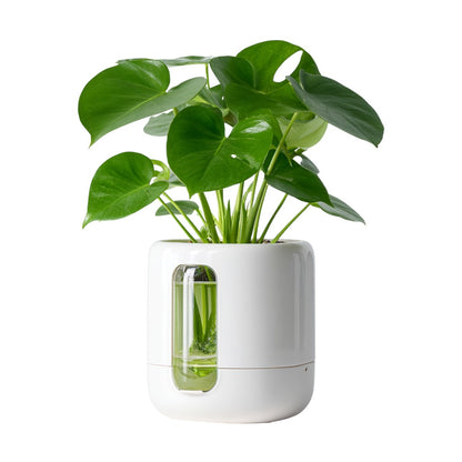 Avenixa Self-Watering Pot - Minimalist White