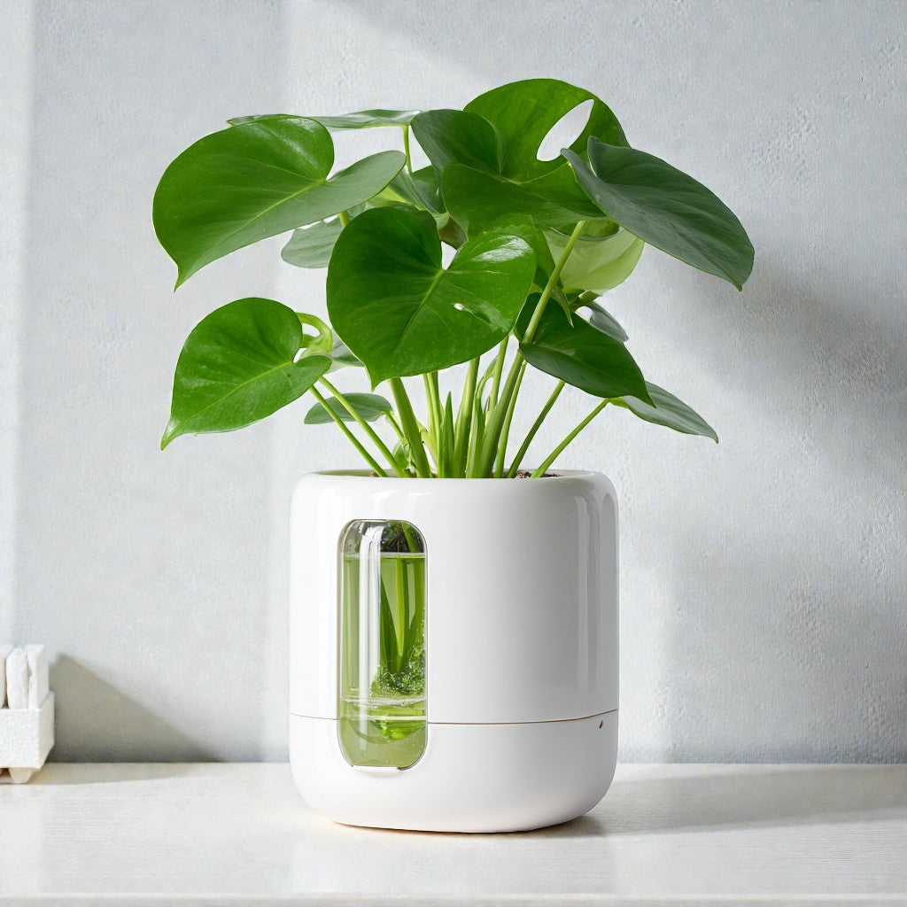 Avenixa Self-Watering Pot - Minimalist White